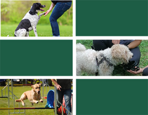 2020 teaser Riccio EducatoreCinofilo 18settembre