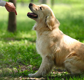 dog training
