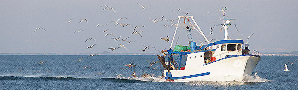 peschereccio mare 1000